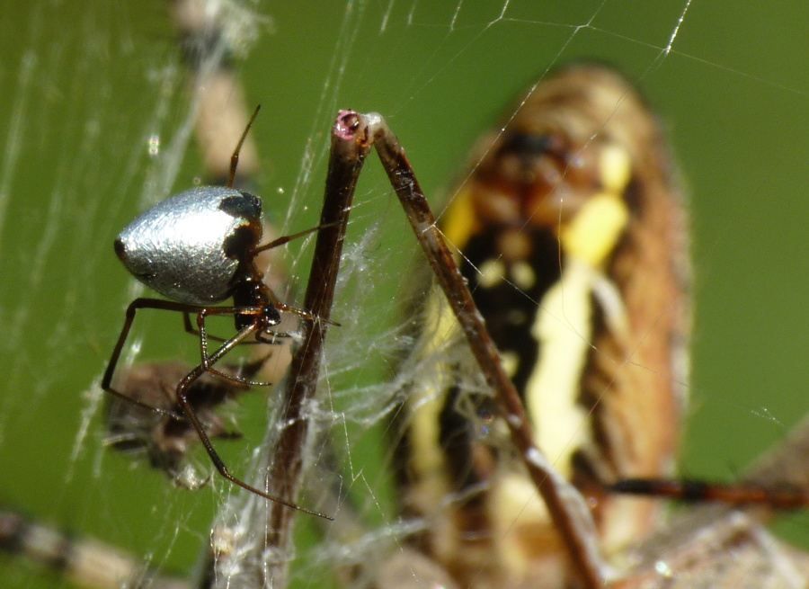 Argyrodes: colori e dimensioni